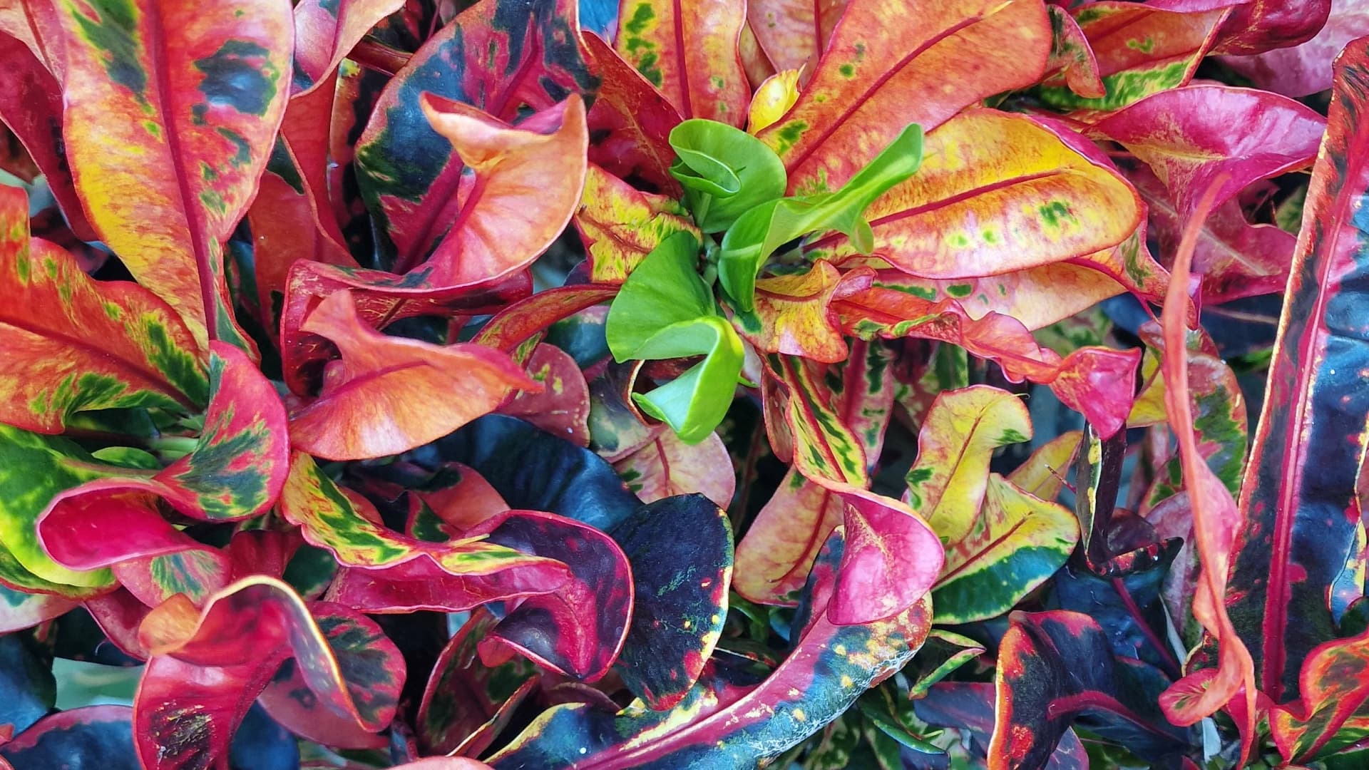 Uitgelichte afbeelding van: Klassieke muziek bij een crematie: de mooiste keuzes